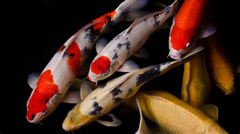 7 Inspiring Ways a Koi Fish Ring Meaning Can Bring Quiet Luck Into Your Everyday Life